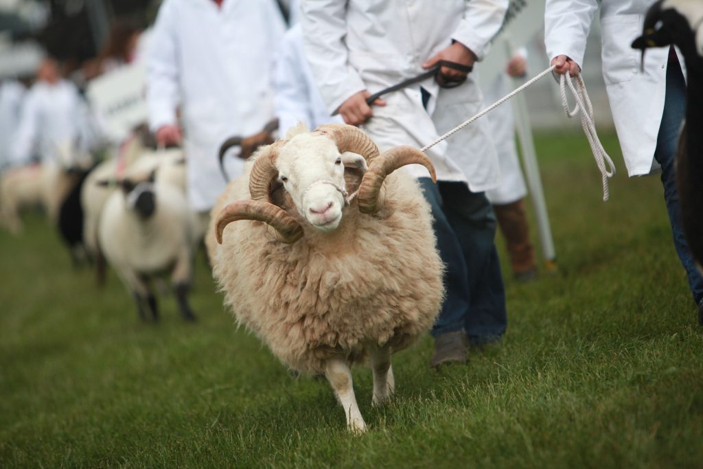 Royal Three Counties Show - Ram