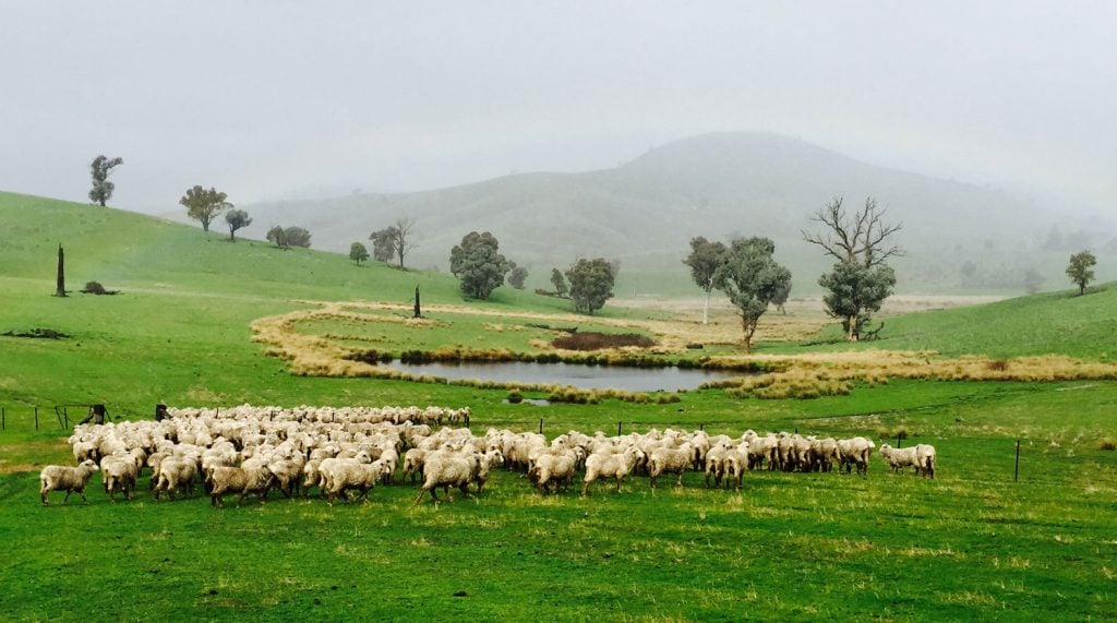 McNair Shirts – Merino sheep, Australia